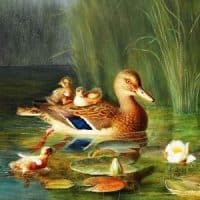 The Twelve Wild Ducks Story