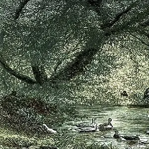 Geese and the Fig Tree The Wise Old Bird